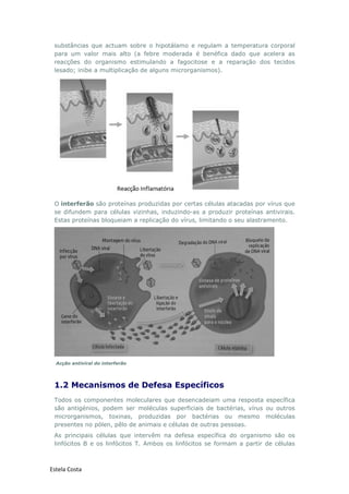 Estela Costa
substâncias que actuam sobre o hipotálamo e regulam a temperatura corporal
para um valor mais alto (a febre moderada é benéfica dado que acelera as
reacções do organismo estimulando a fagocitose e a reparação dos tecidos
lesado; inibe a multiplicação de alguns microrganismos).
O interferão são proteínas produzidas por certas células atacadas por vírus que
se difundem para células vizinhas, induzindo-as a produzir proteínas antivirais.
Estas proteínas bloqueiam a replicação do vírus, limitando o seu alastramento.
Acção antiviral do interferão
1.2 Mecanismos de Defesa Específicos
Todos os componentes moleculares que desencadeiam uma resposta específica
são antigénios, podem ser moléculas superficiais de bactérias, vírus ou outros
microrganismos, toxinas, produzidas por bactérias ou mesmo moléculas
presentes no pólen, pêlo de animais e células de outras pessoas.
As principais células que intervêm na defesa específica do organismo são os
linfócitos B e os linfócitos T. Ambos os linfócitos se formam a partir de células
 
