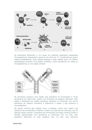 Estela Costa
Os anticorpos pertencem a um grupo de proteínas globulares designadas
imunoglobulinas. Apresentam estrutura em forma de “Y”, constituída por quatro
cadeias polipeptídicas, duas cadeias pesadas e duas cadeias leves. As cadeias
polipeptídicas possuem uma região constante, muito semelhante em todas as
imunoglobulinas, e uma região variável.
Os anticorpos possuem uma região cuja sequência de aminoácidos é muito
semelhante em todos eles, mesmo em anticorpos de espécies diferentes. Esta
região é designada por região constante, participa na interacção com outros
elementos do sistema imunitário e determina a classe a que pertence a
imunoglobulina.
Na porção terminal das cadeias leves e pesadas, existe uma região cuja
sequência de aminoácidos é distinta e própria de cada tipo de anticorpo, que se
designa região variável. A sequência de aminoácidos da região variável confere a
elevada especificidade que caracteriza os anticorpos. Por um lado, esta
sequência determina se esse antigénio tem, ou não, uma estrutura
 