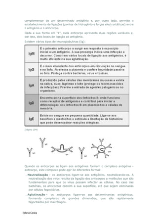 Estela Costa
complementar de um determinado antigénio e, por outro lado, permite o
estabelecimento de ligações (pontes de hidrogénio e forças electrostáticas) entre
o antigénio e o anticorpo.
Dada a sua forma em “Y”, cada anticorpo apresenta duas regiões variáveis e,
por isso, dois locais de ligação ao antigénio.
Existem vários tipos de imunoglobulinas (Ig):
(página 204)
Quando os anticorpos se ligam aos antigénios formam o complexo antigénio -
anticorpo, este complexo pode agir de diferentes formas:
. Neutralização – os anticorpos ligam-se aos antigénios, neutralizando-os. A
neutralização dos vírus resulta da ligação dos anticorpos a moléculas que são
fundamentais para que os vírus possam infectar as células. No caso das
bactérias, os anticorpos cobrem a sua superfície, até que sejam eliminadas
por células fagocitárias.
. Aglutinação – os anticorpos ligam-se aos determinantes antigénicos,
formando complexos de grandes dimensões, que são rapidamente
fagocitados por macrófagos.
 