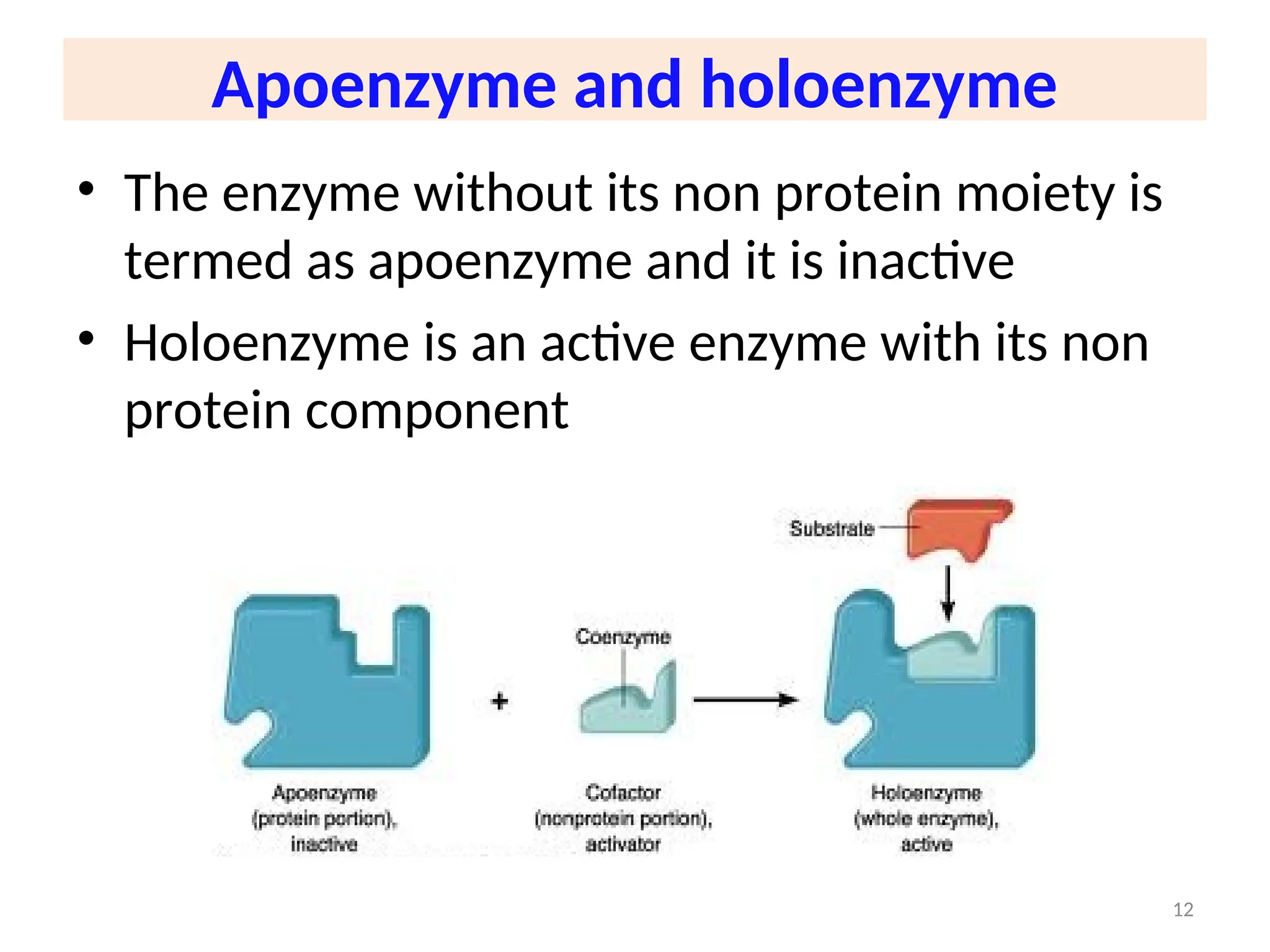 Apoenzyme and holoenzyme
• The enzyme without its non protein moiety is
termed as apoenzyme and it is inactive
• Holoenzyme is an active enzyme with its non
protein component
12
 