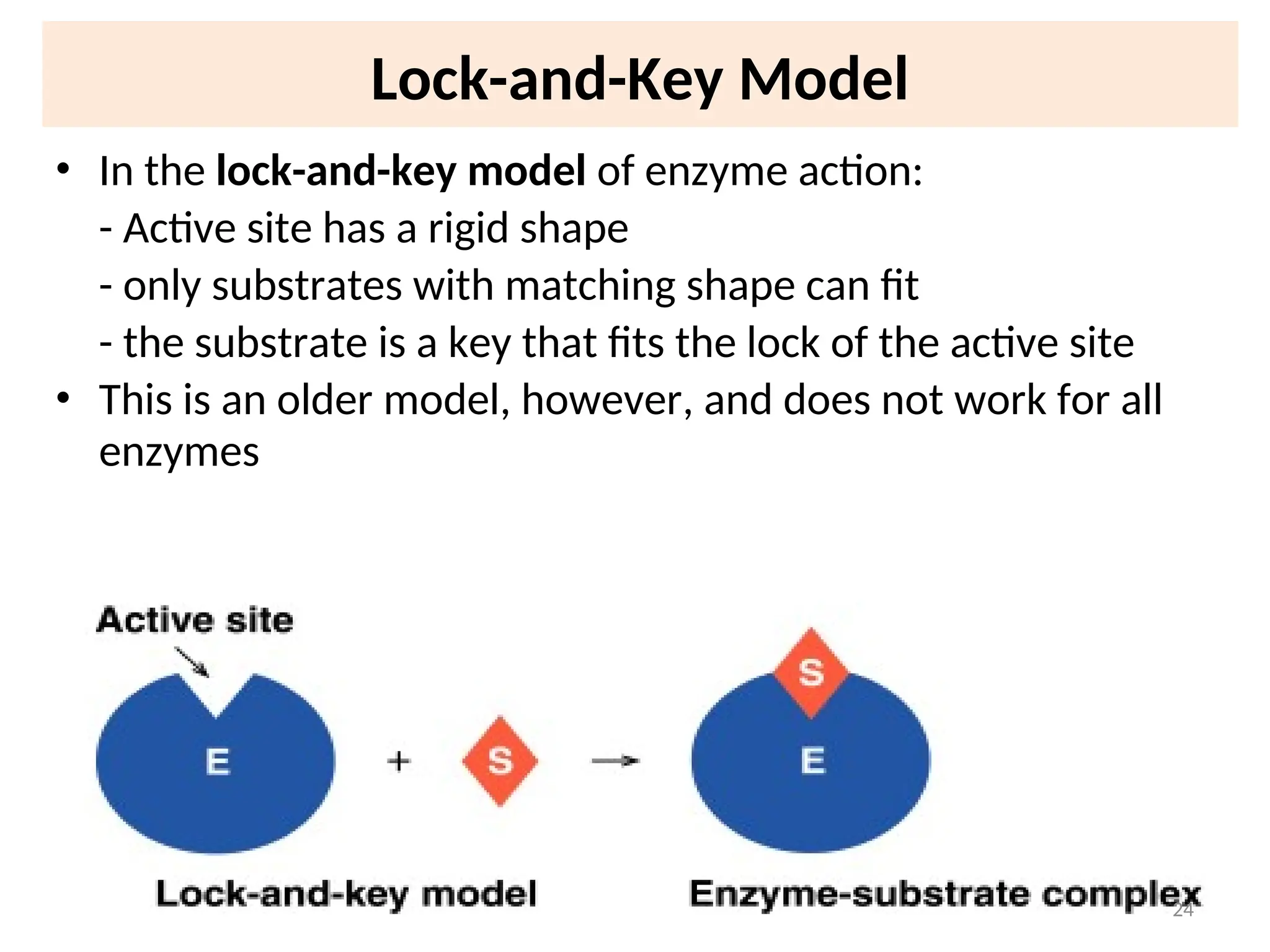 Lock-and-Key Model
• In the lock-and-key model of enzyme action:
- Active site has a rigid shape
- only substrates with matching shape can fit
- the substrate is a key that fits the lock of the active site
• This is an older model, however, and does not work for all
enzymes
24
 