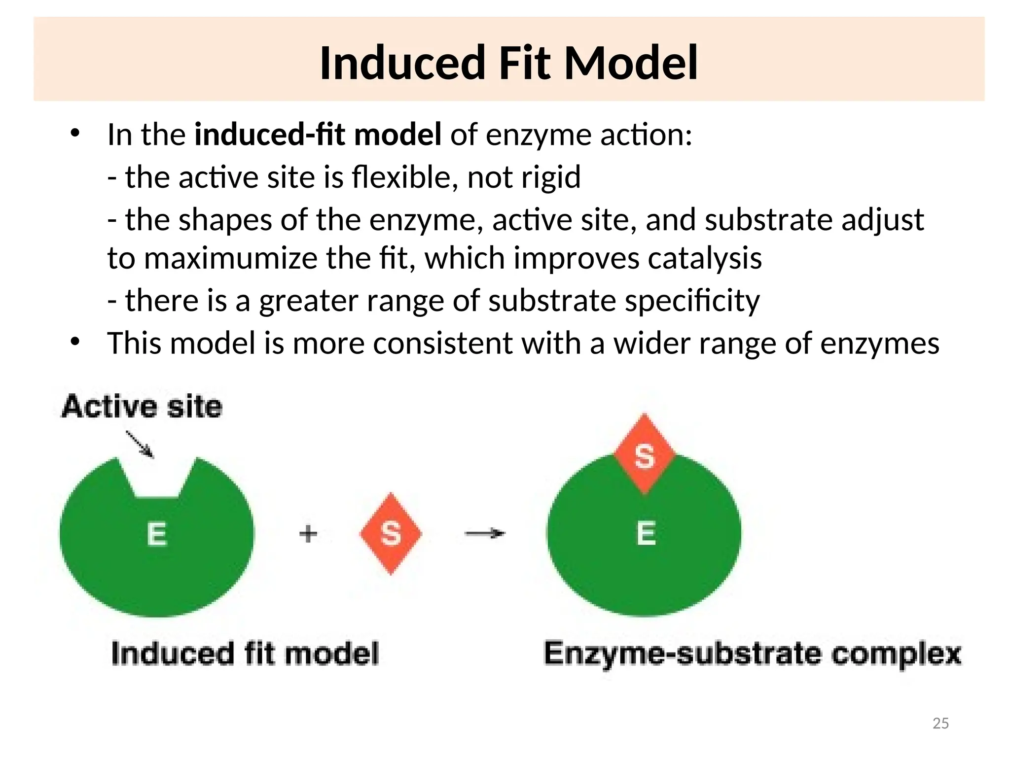 Induced Fit Model
• In the induced-fit model of enzyme action:
- the active site is flexible, not rigid
- the shapes of the enzyme, active site, and substrate adjust
to maximumize the fit, which improves catalysis
- there is a greater range of substrate specificity
• This model is more consistent with a wider range of enzymes
25
 