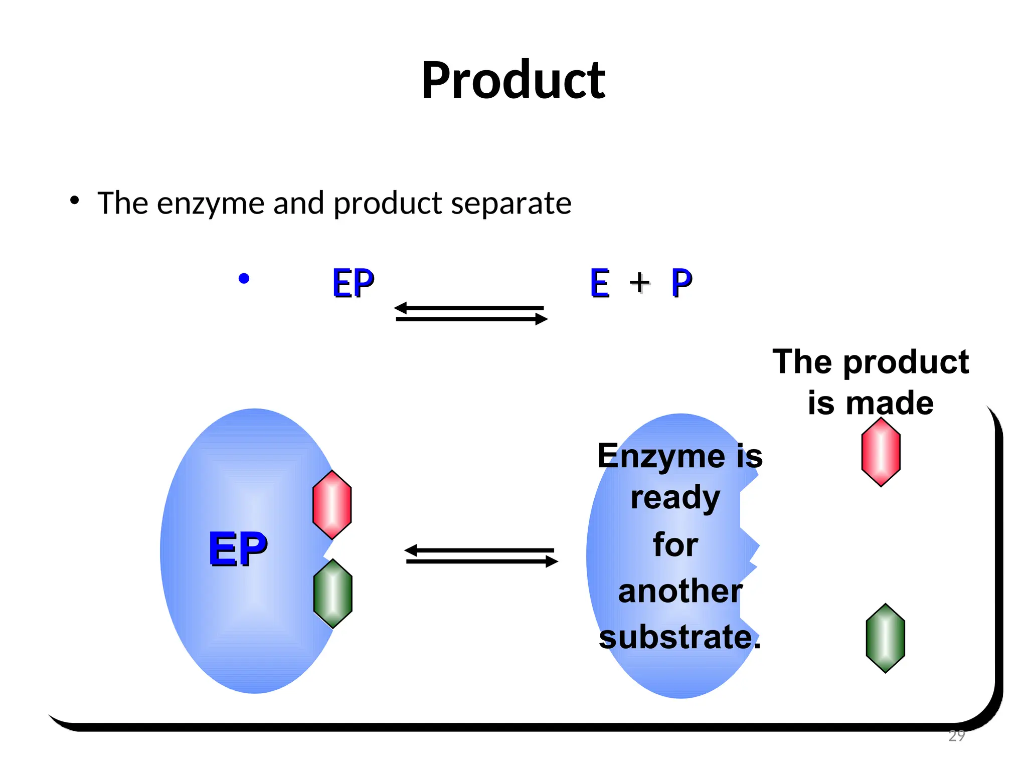 Product
• The enzyme and product separate
• EP
EP E
E +
+ P
P
The product
is made
Enzyme is
ready
for
another
substrate.
EP
EP
29
 