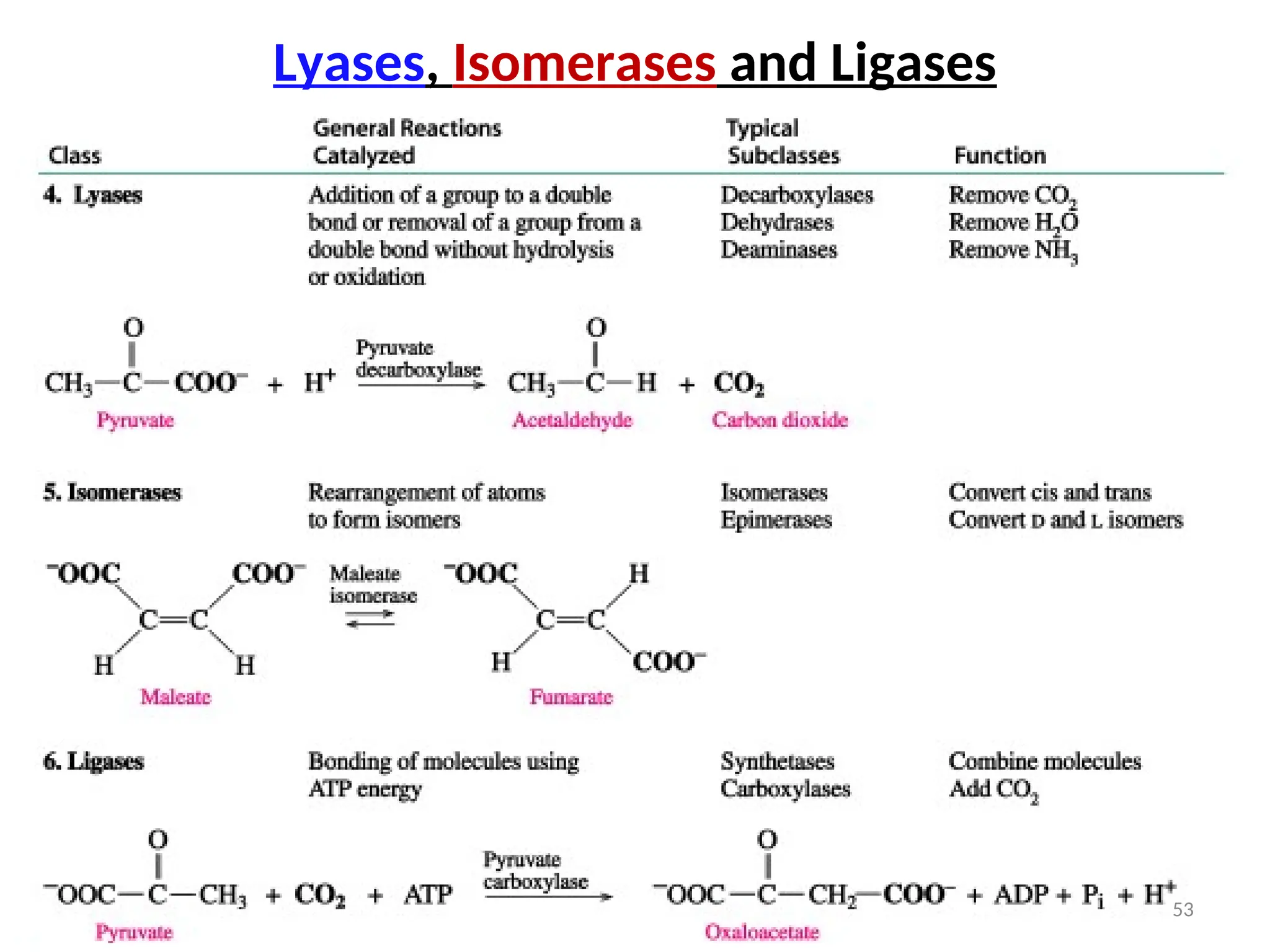 Lyases, Isomerases and Ligases
53
 