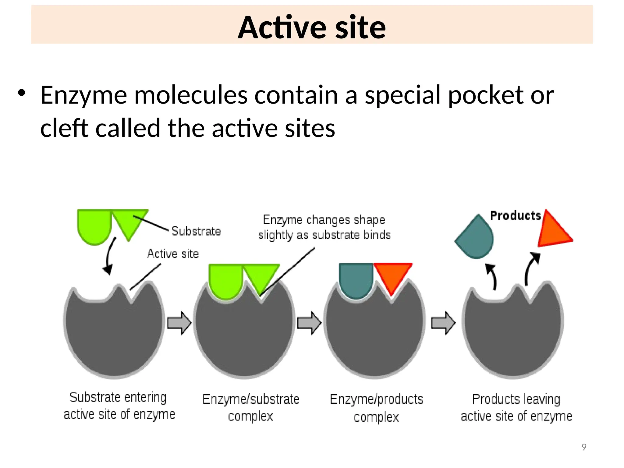 Active site
• Enzyme molecules contain a special pocket or
cleft called the active sites
9
 