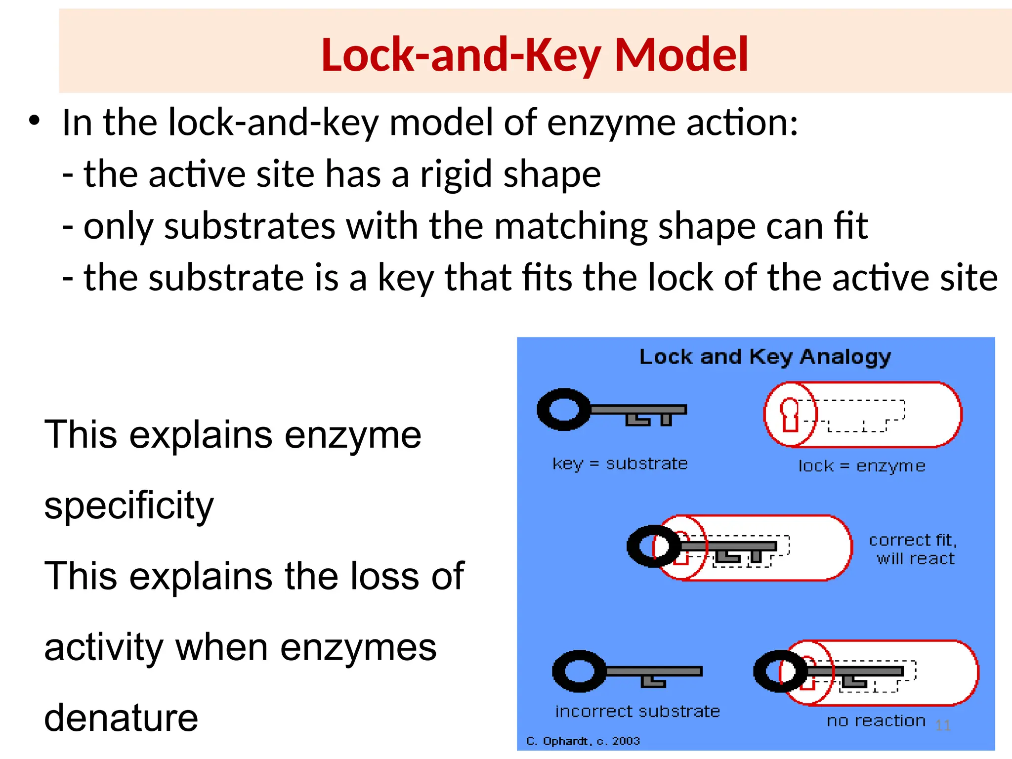 Lock-and-Key Model
• In the lock-and-key model of enzyme action:
- the active site has a rigid shape
- only substrates with the matching shape can fit
- the substrate is a key that fits the lock of the active site
This explains enzyme
specificity
This explains the loss of
activity when enzymes
denature 11
 