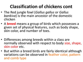 Chicken Classification AS 304- POULTRY.ppt
