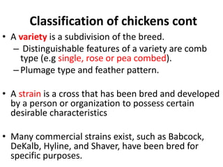 Chicken Classification AS 304- POULTRY.ppt
