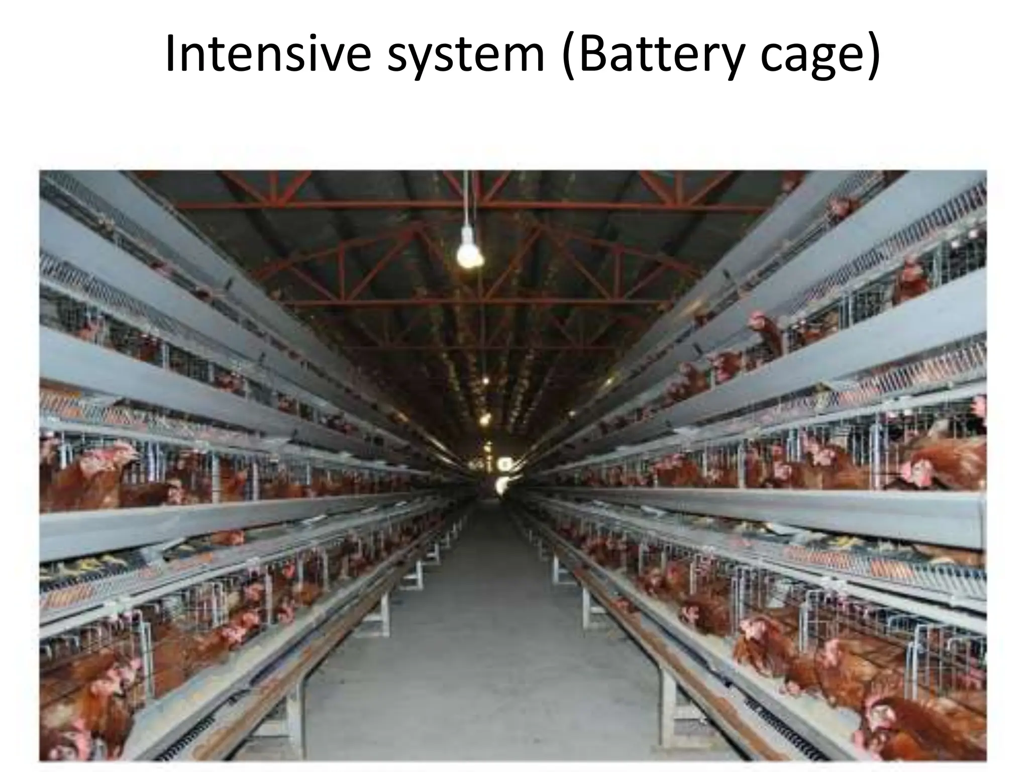 POULTRY proper management practices .ppt