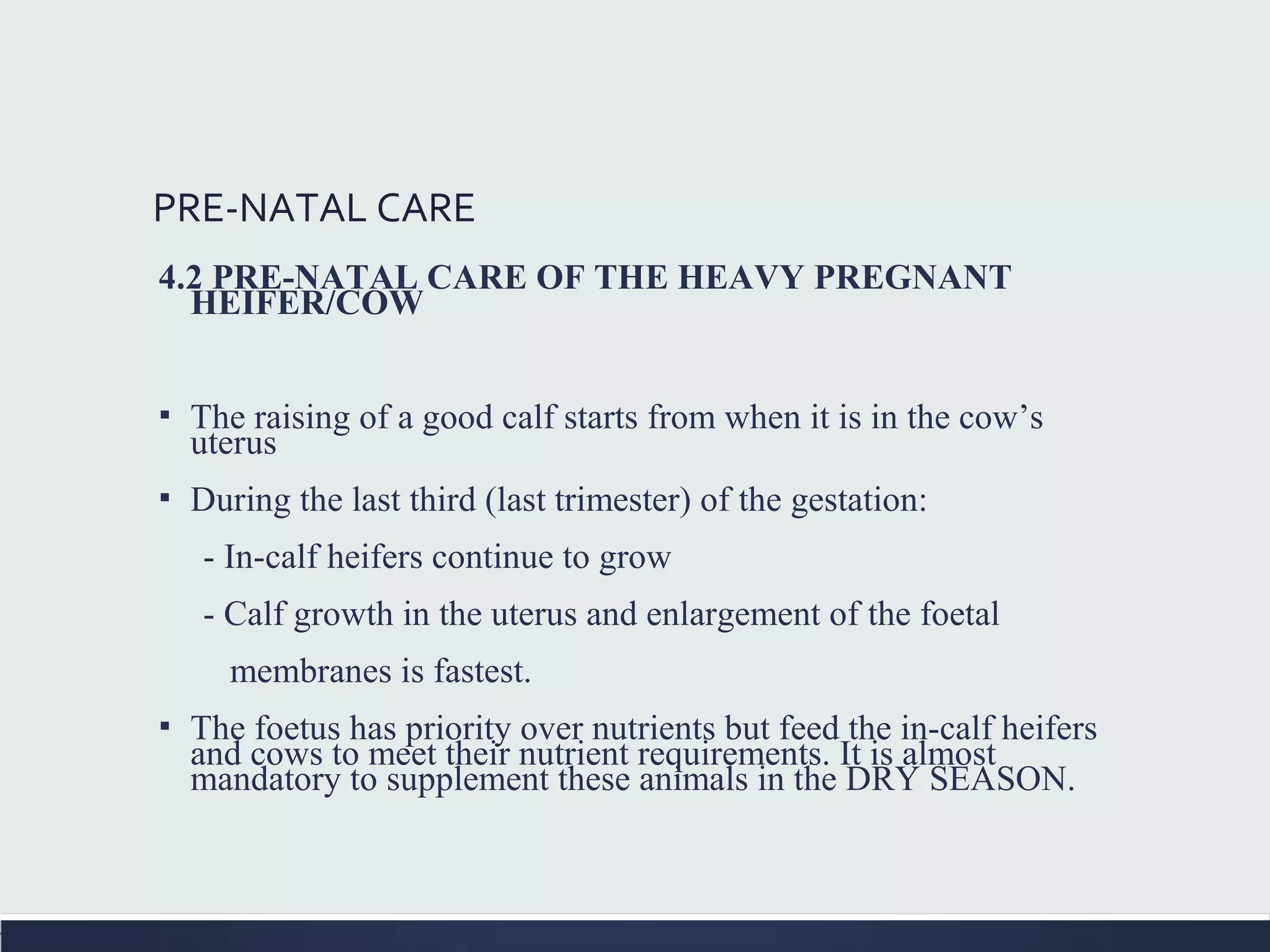 PRE-NATAL CARE
4.2 PRE-NATAL CARE OF THE HEAVY PREGNANT
HEIFER/COW
▪ The raising of a good calf starts from when it is in the cow’s
uterus
▪ During the last third (last trimester) of the gestation:
- In-calf heifers continue to grow
- Calf growth in the uterus and enlargement of the foetal
membranes is fastest.
▪ The foetus has priority over nutrients but feed the in-calf heifers
and cows to meet their nutrient requirements. It is almost
mandatory to supplement these animals in the DRY SEASON.
 