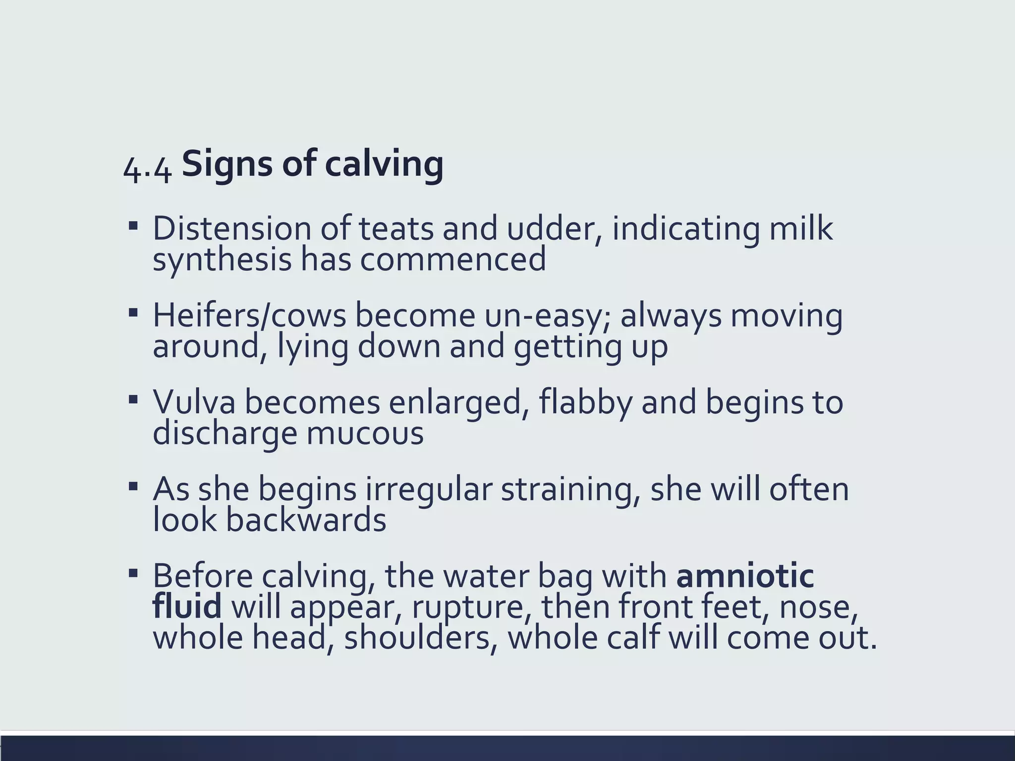 4.4 Signs of calving
▪ Distension of teats and udder, indicating milk
synthesis has commenced
▪ Heifers/cows become un-easy; always moving
around, lying down and getting up
▪ Vulva becomes enlarged, flabby and begins to
discharge mucous
▪ As she begins irregular straining, she will often
look backwards
▪ Before calving, the water bag with amniotic
fluid will appear, rupture, then front feet, nose,
whole head, shoulders, whole calf will come out.
 