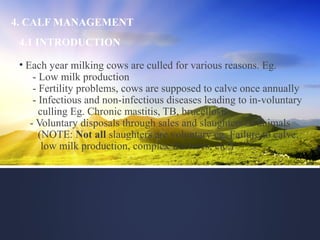 4. CALF MANAGEMENT
4.1 INTRODUCTION
• Each year milking cows are culled for various reasons. Eg.
- Low milk production
- Fertility problems, cows are supposed to calve once annually
- Infectious and non-infectious diseases leading to in-voluntary
culling Eg. Chronic mastitis, TB, brucellosis
- Voluntary disposals through sales and slaughters of animals
(NOTE: Not all slaughters are voluntary eg. Failure to calve,
low milk production, complex fractures, etc.)
 