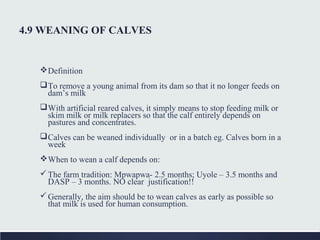 4.9 WEANING OF CALVES
Definition
To remove a young animal from its dam so that it no longer feeds on
dam’s milk
With artificial reared calves, it simply means to stop feeding milk or
skim milk or milk replacers so that the calf entirely depends on
pastures and concentrates.
Calves can be weaned individually or in a batch eg. Calves born in a
week
When to wean a calf depends on:
The farm tradition: Mpwapwa- 2.5 months; Uyole – 3.5 months and
DASP – 3 months. NO clear justification!!
Generally, the aim should be to wean calves as early as possible so
that milk is used for human consumption.
 