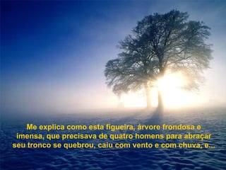 Me explica como esta figueira, árvore frondosa e
 imensa, que precisava de quatro homens para abraçar
seu tronco se quebrou, caiu com vento e com chuva, e...
 