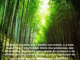 A primeira verdade que o bambu nos ensina, e a mais
 importante, é a humildade diante dos problemas, das
dificuldades. Eu não me curvo diante do problema e da
dificuldade, mas diante daquele, o único, o princípio da
    paz, aquele que me chama, que é o   Senhor.
 