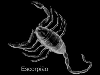 Escorpião
 