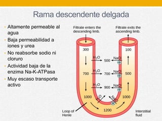 Rama descendente delgada
• Altamente permeable al
agua
• Baja permeabilidad a
iones y urea
• No reabsorbe sodio ni
cloruro
• Actividad baja de la
enzima Na-K-ATPasa
• Muy escaso transporte
activo
 
