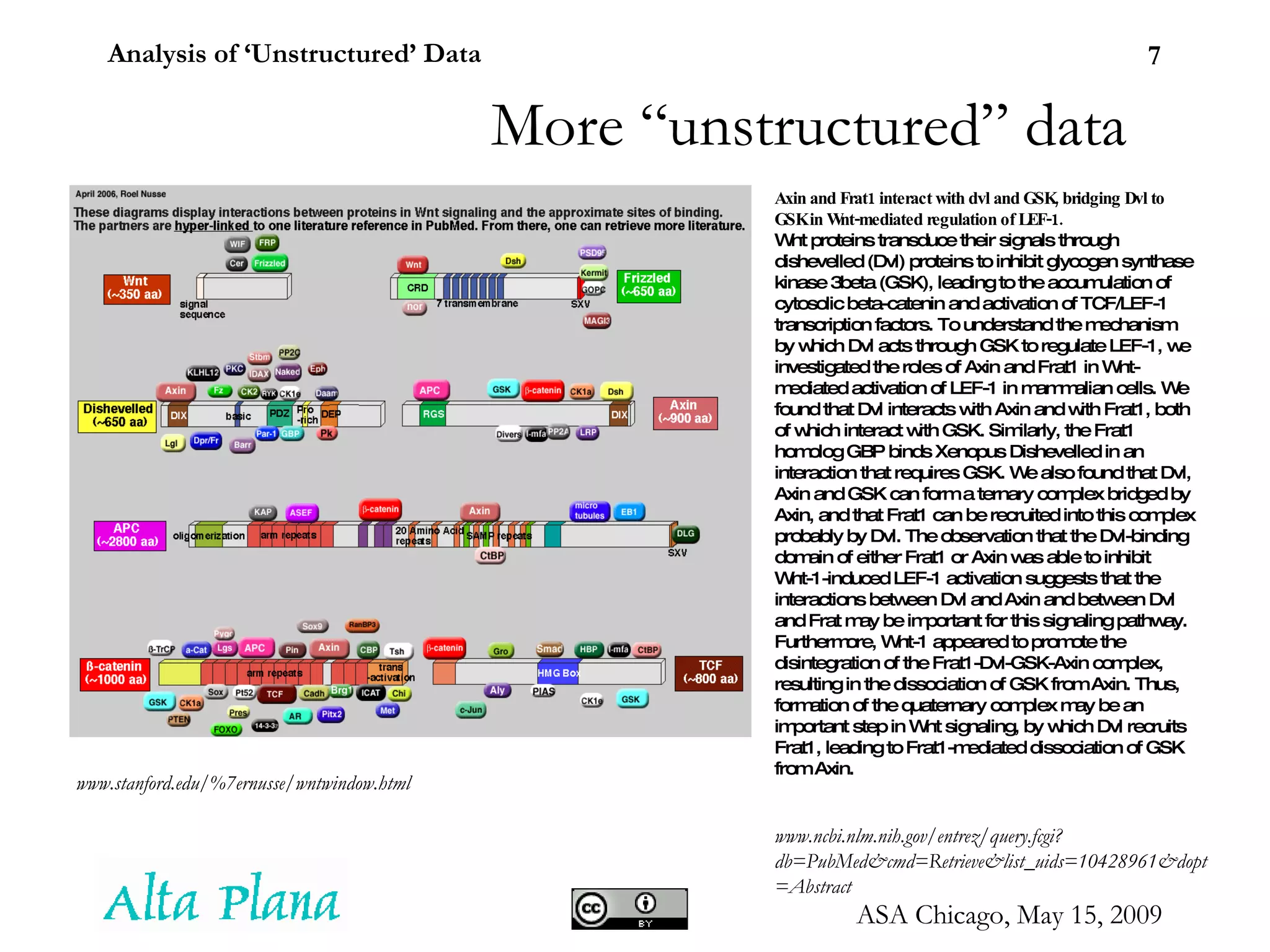 www.stanford.edu/%7ernusse/wntwindow.html Axin and Frat1 interact with dvl and GSK, bridging Dvl to GSK in Wnt-mediated regulation of LEF-1. Wnt proteins transduce their signals through dishevelled (Dvl) proteins to inhibit glycogen synthase kinase 3beta (GSK), leading to the accumulation of cytosolic beta-catenin and activation of TCF/LEF-1 transcription factors. To understand the mechanism by which Dvl acts through GSK to regulate LEF-1, we investigated the roles of Axin and Frat1 in Wnt-mediated activation of LEF-1 in mammalian cells. We found that Dvl interacts with Axin and with Frat1, both of which interact with GSK. Similarly, the Frat1 homolog GBP binds Xenopus Dishevelled in an interaction that requires GSK. We also found that Dvl, Axin and GSK can form a ternary complex bridged by Axin, and that Frat1 can be recruited into this complex probably by Dvl. The observation that the Dvl-binding domain of either Frat1 or Axin was able to inhibit Wnt-1-induced LEF-1 activation suggests that the interactions between Dvl and Axin and between Dvl and Frat may be important for this signaling pathway. Furthermore, Wnt-1 appeared to promote the disintegration of the Frat1-Dvl-GSK-Axin complex, resulting in the dissociation of GSK from Axin. Thus, formation of the quaternary complex may be an important step in Wnt signaling, by which Dvl recruits Frat1, leading to Frat1-mediated dissociation of GSK from Axin. www.ncbi.nlm.nih.gov/entrez/query.fcgi?db=PubMed&cmd=Retrieve&list_uids=10428961&dopt=Abstract More “unstructured” data 