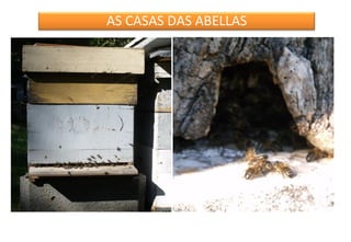 AS CASAS DAS ABELLAS

 