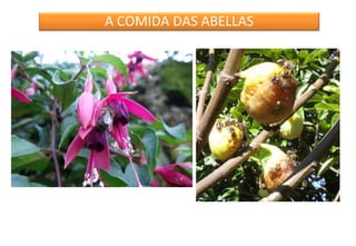 A COMIDA DAS ABELLAS

 