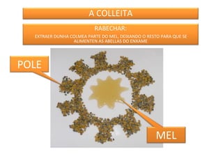 A COLLEITA
RABECHAR:
EXTRAER DUNHA COLMEA PARTE DO MEL, DEIXANDO O RESTO PARA QUE SE
ALIMENTEN AS ABELLAS DO ENXAME

POLE

MEL

 