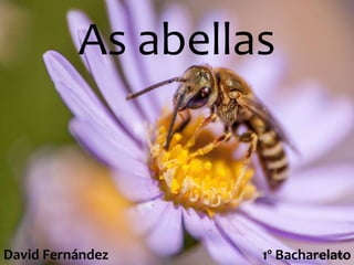 As abellas
1º BacharelatoDavid Fernández
 