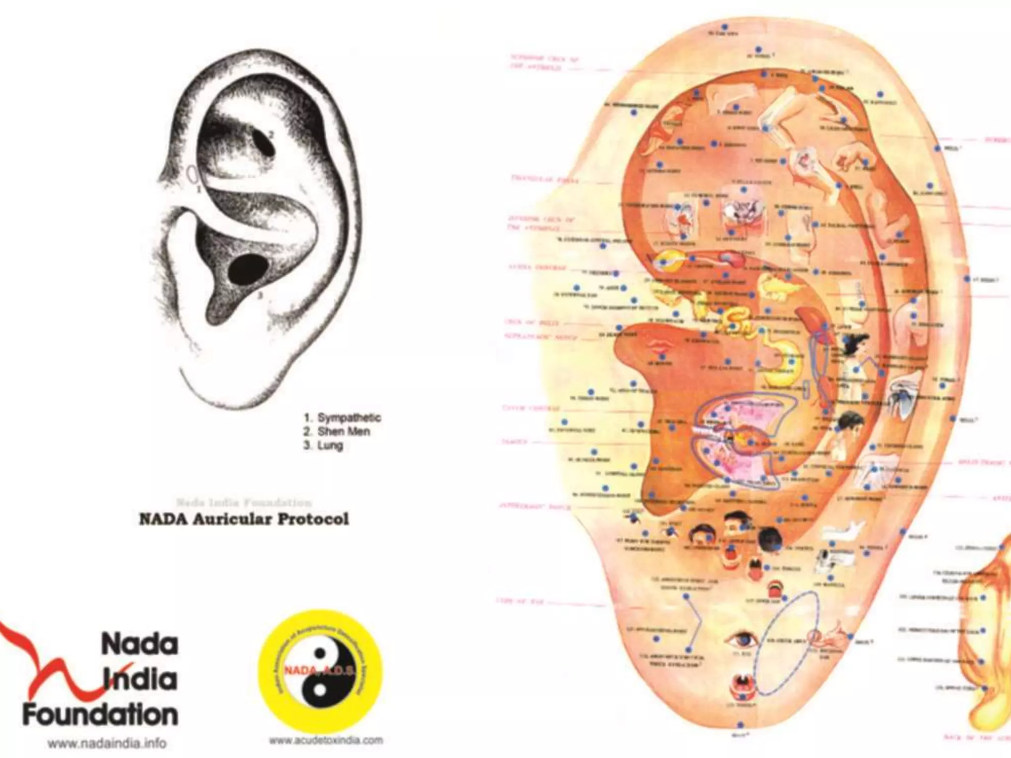 Acupuncture does not confront the
person..
• Dr. Michael Smith has noted that a verbal
exchange is not required, nor is a readiness to
talk with counselors or a willingness to
complete an assessment or fill out a form.
• NADA acupuncture adds a valuable
component to the correction ,rehabilitation
and behavioral health field without any extra
cost.
 