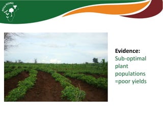 Interactive voice response for dissemination of  agronomy technologies in Malawi - the opportunities and pitfalls