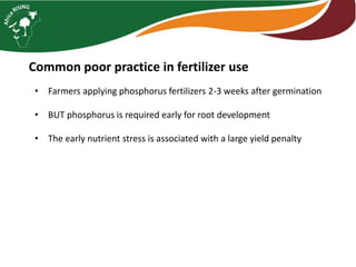 Interactive voice response for dissemination of  agronomy technologies in Malawi - the opportunities and pitfalls