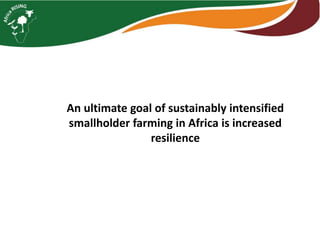 Interactive voice response for dissemination of  agronomy technologies in Malawi - the opportunities and pitfalls