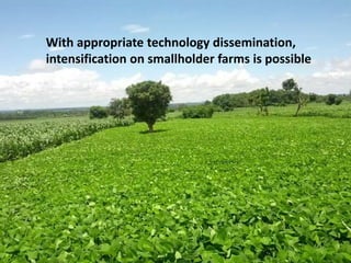 Interactive voice response for dissemination of  agronomy technologies in Malawi - the opportunities and pitfalls