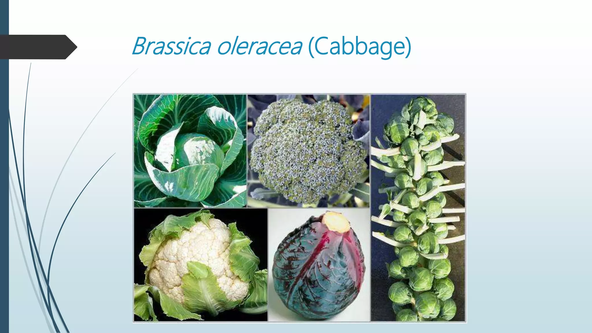 Family Brassicaceae | PPTX