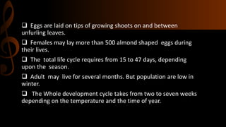  Eggs are laid on tips of growing shoots on and between
unfurling leaves.
 Females may lay more than 500 almond shaped eggs during
their lives.
 The total life cycle requires from 15 to 47 days, depending
upon the season.
 Adult may live for several months. But population are low in
winter.
 The Whole development cycle takes from two to seven weeks
depending on the temperature and the time of year.
 