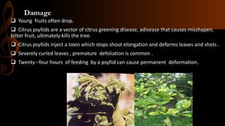 Damage
 Young fruits often drop.
 Citrus psyllids are a vector of citrus greening disease, adisease that causes misshapen,
bitter fruit, ultimately kills the tree.
 Citrus psyllids inject a toxin which stops shoot elongation and deforms leaves and shots .
 Severely curled leaves , premature defoliation is common .
 Twenty –four hours of feeding by a psyllid can cause permanent deformation.
 