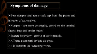 Both nymphs and adults suck sap from the plants and
injection of toxic saliva.
Nymphs - are more destructive, crowd on the terminal
shoots, buds and tender leaves.
Excrete honeydew - growth of sooty moulds.
Affected plant parts dry and die away.
It is transmits the "Greening" virus.
Symptoms of damage
 
