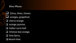 Host Plants
 Citrus, limes, limons.
 oranges, grapefruit.
 cherry orange.
 orange jasmine.
 Indian curry leaf.
 Chinese box orange.
 lime berry.
 desert-lime.
 