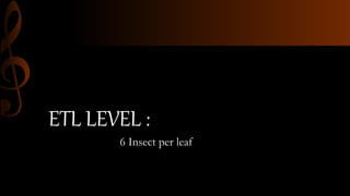 ETL LEVEL :
6 Insect per leaf
 
