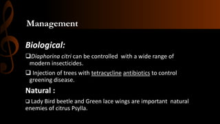 Management
Biological:
Diaphorina citri can be controlled with a wide range of
modern insecticides.
 Injection of trees with tetracycline antibiotics to control
greening disease.
Natural :
 Lady Bird beetle and Green lace wings are important natural
enemies of citrus Psylla.
 
