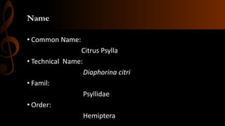 Name
• Common Name:
Citrus Psylla
• Technical Name:
Diaphorina citri
• Famil:
Psyllidae
• Order:
Hemiptera
 