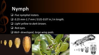  Five nymphal instars.
 0.25 mm-1.7 mm ( 0.01-0.07 in.) in length.
 Light yellow to dark brown.
 Red eyes.
 Well- deweloped, large wing pads.
 