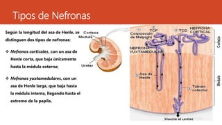 Tipos de Nefronas 
Según la longitud del asa de Henle, se 
distinguen dos tipos de nefronas: 
 Nefronas corticales, con un asa de 
Henle corta, que baja únicamente 
hasta la médula externa; 
 Nefronas yuxtamedulares, con un 
asa de Henle larga, que baja hasta 
la médula interna, llegando hasta el 
extremo de la papila. 
 