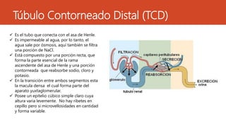Túbulo Contorneado Distal (TCD) 
 Es el tubo que conecta con el asa de Henle. 
 Es impermeable al agua, por lo tanto, el 
agua sale por ósmosis, aquí también se filtra 
una porción de NaCl. 
 Está compuesto por una porción recta, que 
forma la parte esencial de la rama 
ascendente del asa de Henle y una porción 
contorneada que reabsorbe sodio, cloro y 
potasio. 
 En la transición entre ambos segmentos esta 
la macula densa el cual forma parte del 
aparato yuxtaglomerular. 
 Posee un epitelio cúbico simple claro cuya 
altura varia levemente. No hay ribetes en 
cepillo pero si microvellosidades en cantidad 
y forma variable. 
 