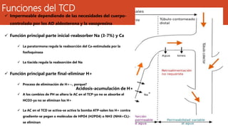 Funciones del TCD 
 Impermeable dependiendo de las necesidades del cuerpo-controlado 
por los AD aldosterona y la vasopresina 
 Función principal parte inicial-reabsorber Na (3-7%) y Ca 
 La paratormona regula la reabsorción del Ca-estimulada por la 
fosfoquinasa 
 La tiacida regula la reabsorción del Na 
 Función principal parte final-eliminar H+ 
 Proceso de eliminación de H+--, porque? 
Acidosis-acumulación de H+ 
 A los cambios de PH se altera la AC en el TCP-ya no se absorbe el 
HCO3-ya no se eliminan los H+ 
 La AC en el TCD se activa-se activa la bomba ATP-salen los H+ contra 
gradiente-se pegan a moléculas de HPO4 (H2PO4) o NH3 (NH4+CL)- 
se eliminan 
 