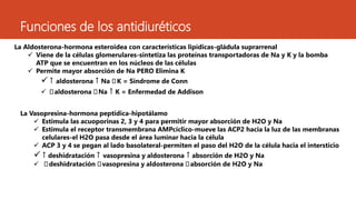Funciones de los antidiuréticos 
La Aldosterona-hormona esteroidea con características lipídicas-gládula suprarrenal 
 Viene de la células glomerulares-sintetiza las proteínas transportadoras de Na y K y la bomba 
ATP que se encuentran en los núcleos de las células 
 Permite mayor absorción de Na PERO Elimina K 
 ↑ aldosterona ↑ Na ↆ K = Síndrome de Conn 
 ↆ aldosterona ↆ Na ↑ K = Enfermedad de Addison 
La Vasopresina-hormona peptídica-hipotálamo 
 Estimula las acuoporinas 2, 3 y 4 para permitir mayor absorción de H2O y Na 
 Estimula el receptor transmembrana AMPcíclico-mueve las ACP2 hacia la luz de las membranas 
celulares-el H2O pasa desde el área luminar hacia la célula 
 ACP 3 y 4 se pegan al lado basolateral-permiten el paso del H2O de la célula hacia el intersticio 
 ↑ deshidratación ↑ vasopresina y aldosterona ↑ absorción de H2O y Na 
 ↆdeshidratación ↆvasopresina y aldosterona ↆ absorción de H2O y Na 
 