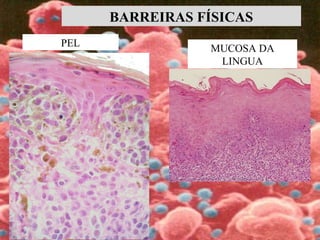 PEL
MUCOSA DA
LINGUA
BARREIRAS FÍSICAS
 