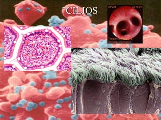 CILIOSCILIOS
 