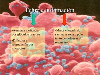 Febre e inflamaciónFebre e inflamación
-Aumenta a eficacia
dos glóbulos brancos
-Dificulta a
reprodución dos
microbios
-Maior chegada de
sangue a zona e polo
tanto de defensas do
organismo
 