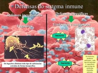 Defensas inespecíficasDefensas inespecíficas
FagocitosFagocitos
Defensas específicasDefensas específicas
Linfocitos e anticorposLinfocitos e anticorpos
Defensas do sistema inmuneDefensas do sistema inmune
bacteria
antíxeno
Os linfocitos
producen
anticorpos , cada
tipo de anticorpo
é específicos
para un tipo de
moléculas
chamadas
antíxeno
bacteriaOs fagocitos eliminan todo tipo de substancias
extrañas de forma inespecífica
 