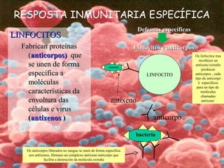 LINFOCITOSLINFOCITOS
Fabrican proteínasFabrican proteínas
((anticorpos)anticorpos) queque
se unen de formase unen de forma
específica aespecífica a
moléculasmoléculas
características dacaracterísticas da
envoltura dasenvoltura das
células e viruscélulas e virus
((antíxenosantíxenos ))
RESPOSTA INMUNITARIA ESPECÍFICA
Defensas específicasDefensas específicas
Linfocitos e anticorposLinfocitos e anticorpos
bacteria
antíxeno
Os linfocitos tras
recoñecer un
antíxeno extraño
producen
anticorpos , cada
tipo de anticorpo
é específicos
para un tipo de
moléculas
chamadas
antíxeno
bacteria
LINFOCITO
Os anticorpos liberados no sangue se unen de forma específica
aos antíxenos, fórmase un complexo antíxeno anticorpo que
facilita a destrución da molécula extraña
anticorpo
 
