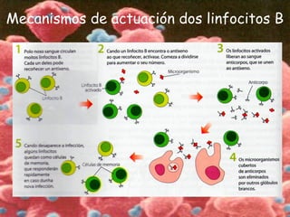 Mecanismos de actuación dos linfocitos B
 